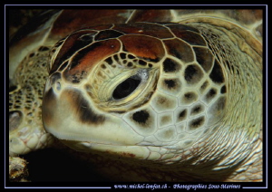 The look of a Turtle... :O)... by Michel Lonfat 